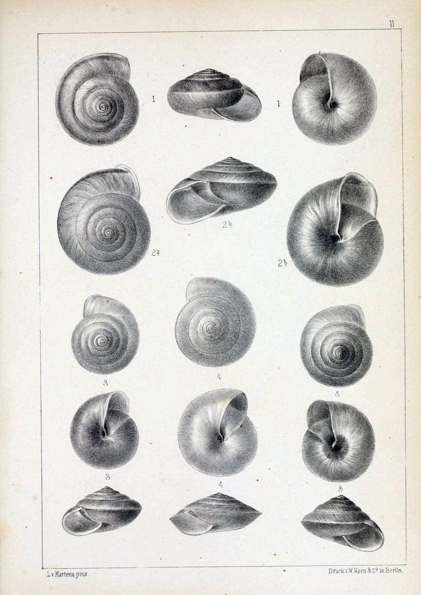 Die Preussische expedition nach Ost-Asien. bd.2.Berlin :KÃ¶niglichen geheimen ober-hofbuchdruckerei (R. v. Decker),1867-1876. | "East Asia" Mollusks Zoology SIL | Vintage Print Reproduction 472324