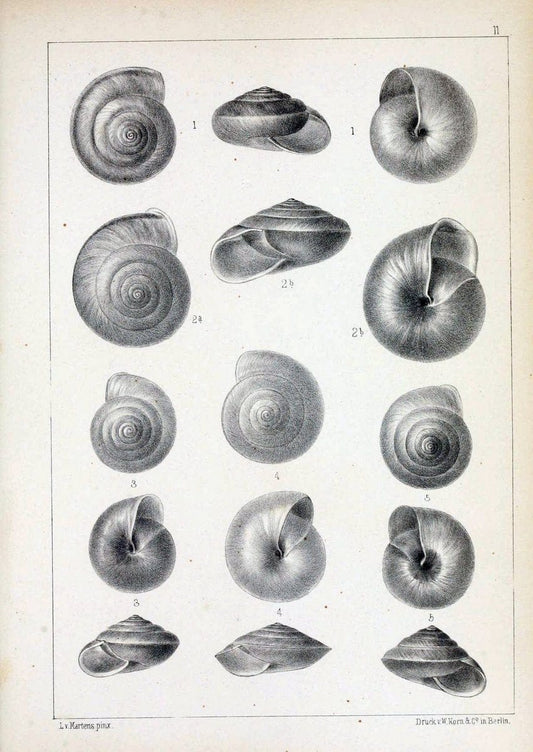 Die Preussische expedition nach Ost-Asien. bd.2.Berlin :KÃ¶niglichen geheimen ober-hofbuchdruckerei (R. v. Decker),1867-1876. | "East Asia" Mollusks Zoology SIL | Vintage Print Reproduction 472324