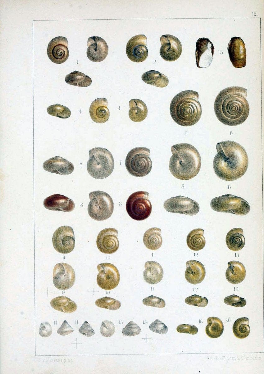 Die Preussische expedition nach Ost-Asien. bd.2.Berlin :KÃ¶niglichen geheimen ober-hofbuchdruckerei (R. v. Decker),1867-1876. | "East Asia" Mollusks Zoology SIL | Vintage Print Reproduction 472325