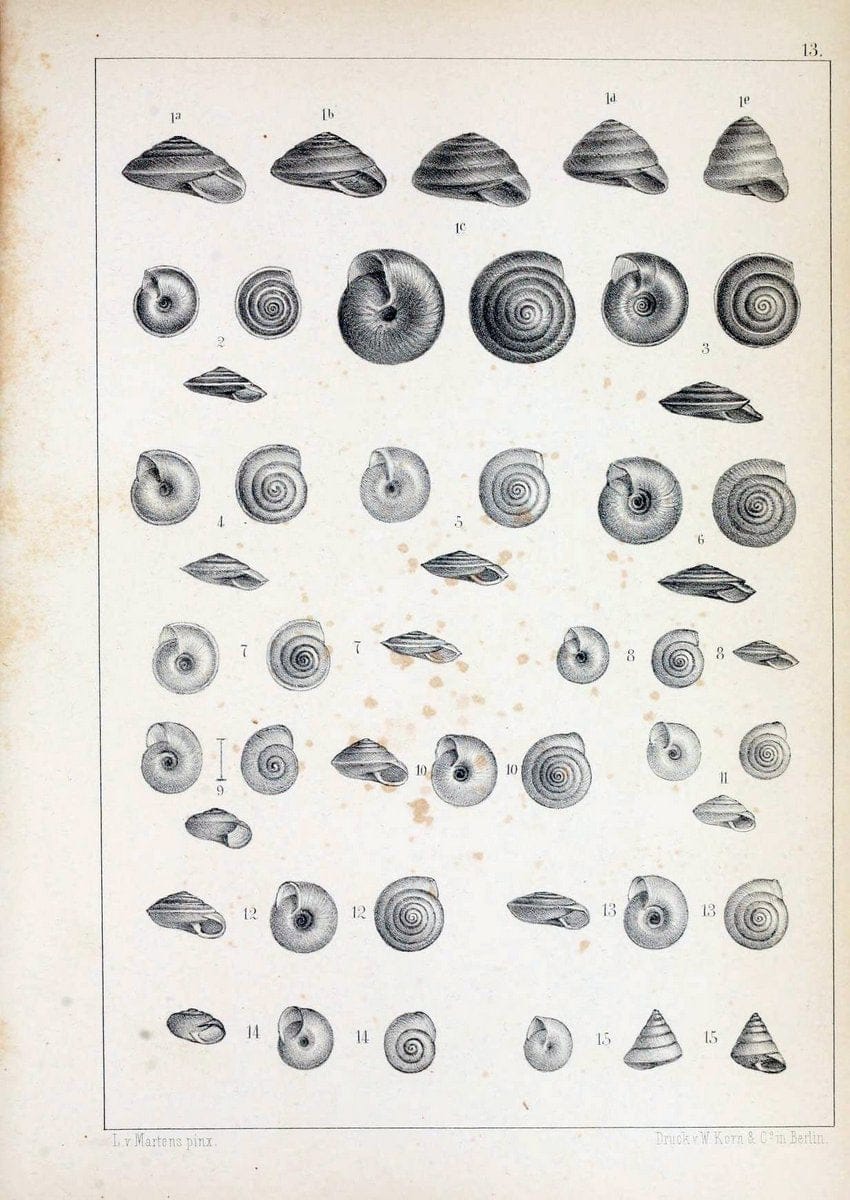Die Preussische expedition nach Ost-Asien. bd.2.Berlin :KÃ¶niglichen geheimen ober-hofbuchdruckerei (R. v. Decker),1867-1876. | "East Asia" Mollusks Zoology SIL | Vintage Print Reproduction 472326