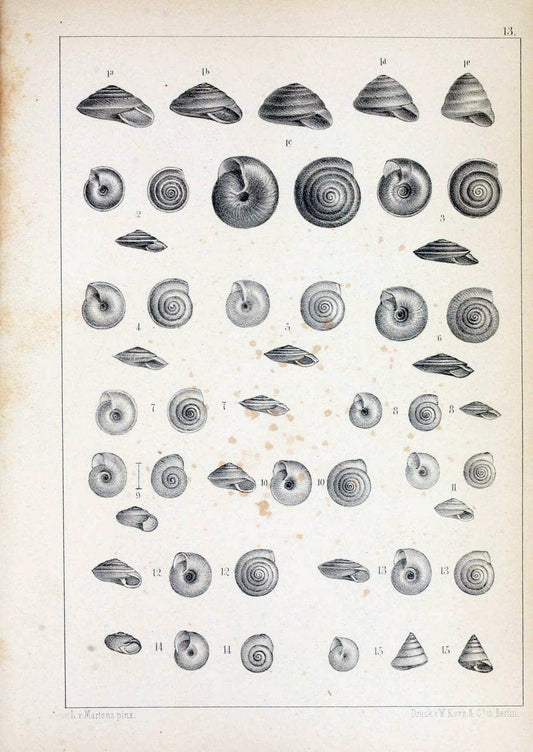 Die Preussische expedition nach Ost-Asien. bd.2.Berlin :KÃ¶niglichen geheimen ober-hofbuchdruckerei (R. v. Decker),1867-1876. | "East Asia" Mollusks Zoology SIL | Vintage Print Reproduction 472326