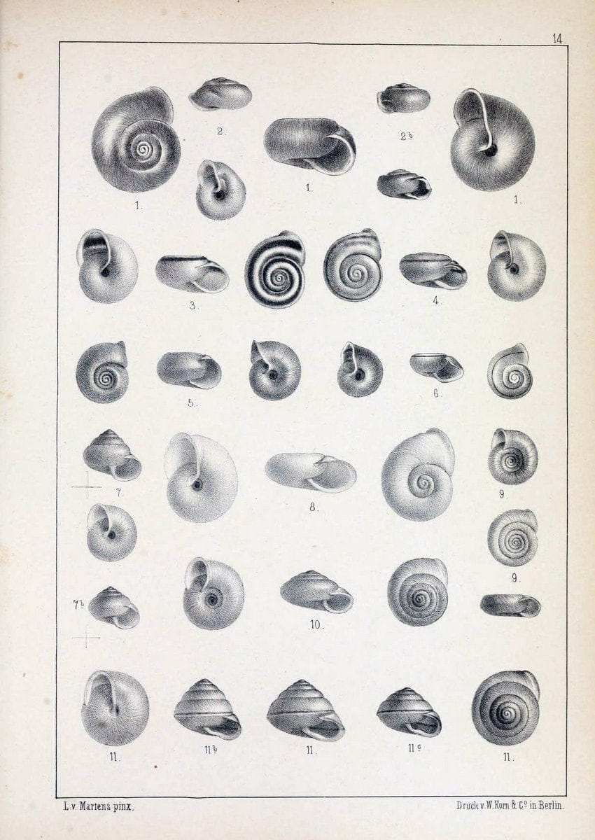 Die Preussische expedition nach Ost-Asien. bd.2.Berlin :KÃ¶niglichen geheimen ober-hofbuchdruckerei (R. v. Decker),1867-1876. | "East Asia" Mollusks Zoology SIL | Vintage Print Reproduction 472327