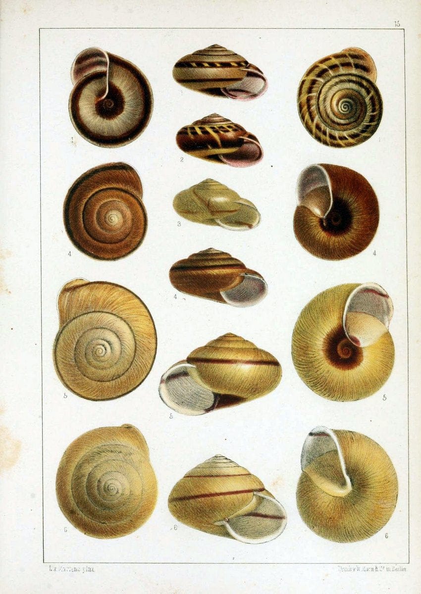 Die Preussische expedition nach Ost-Asien. Bd.2.Berlin :KÃ¶niglichen geheimen ober-hofbuchdruckerei (R. v. Decker),1867-1876. | "East Asia" Mollusks Zoology SIL | Vintage Print Reproduction 472328