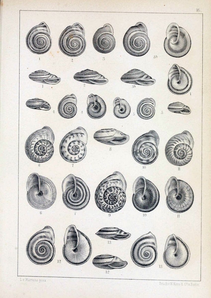 Die Preussische expedition nach Ost-Asien. Bd.2.Berlin :KÃ¶niglichen geheimen ober-hofbuchdruckerei (R. v. Decker),1867-1876. | "East Asia" Mollusks Zoology SIL | Vintage Print Reproduction 472329