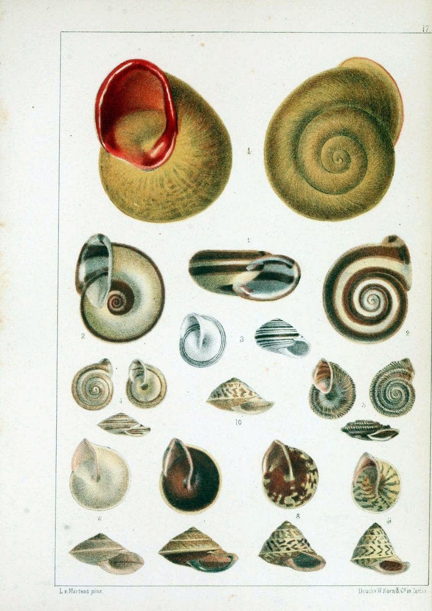 Die Preussische expedition nach Ost-Asien. Bd.2.Berlin :KÃ¶niglichen geheimen ober-hofbuchdruckerei (R. v. Decker),1867-1876. | "East Asia" Mollusks Zoology SIL | Vintage Print Reproduction 472330