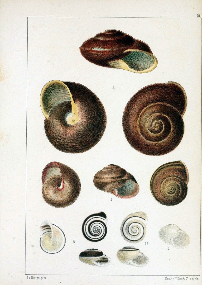 Die Preussische expedition nach Ost-Asien. Bd.2.Berlin :KÃ¶niglichen geheimen ober-hofbuchdruckerei (R. v. Decker),1867-1876. | "East Asia" Mollusks Zoology SIL | Vintage Print Reproduction 472331