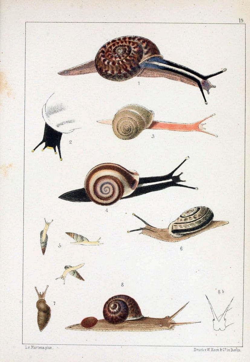 Die Preussische expedition nach Ost-Asien. bd.2.Berlin :KÃ¶niglichen geheimen ober-hofbuc | "East Asia" Mollusks Zoology SIL taxonomy:genus=Helix | Vintage Print Reproduction 472332