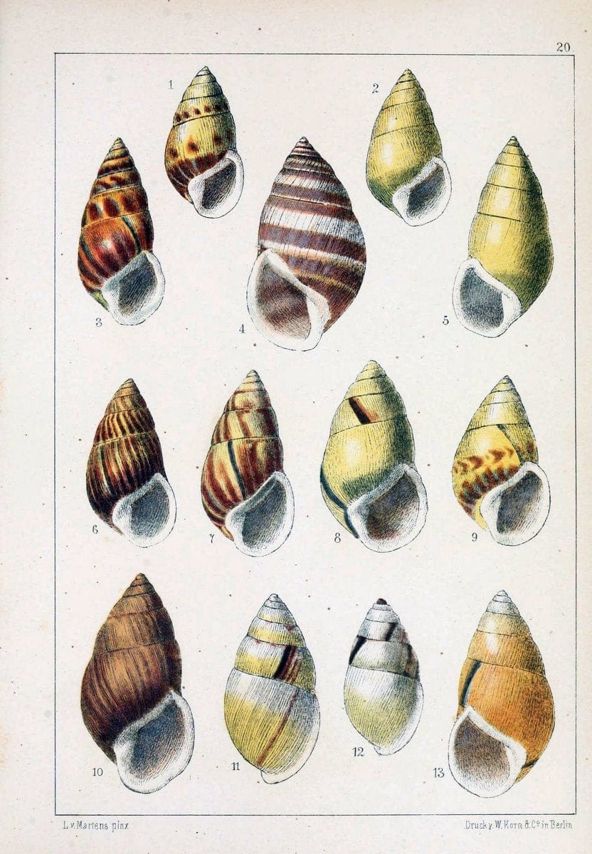 Die Preussische expedition nach Ost-Asien. bd.2.Berlin :KÃ¶niglichen geheimen ober-hofbuchdruckerei (R. v. Decker),1867-1876. | "East Asia" Mollusks Zoology SIL | Vintage Print Reproduction 472333