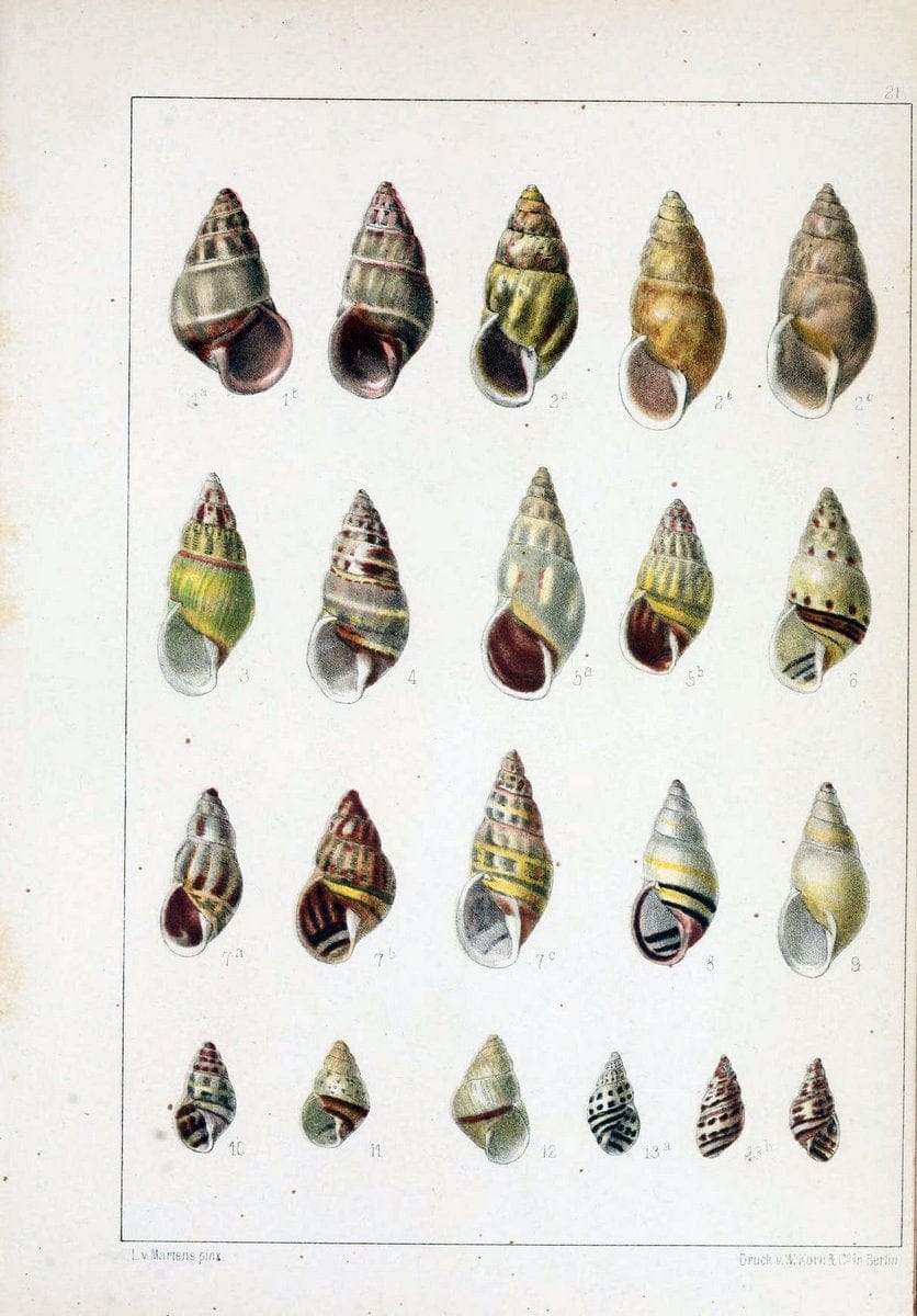 Die Preussische expedition nach Ost-Asien. bd.2.Berlin :KÃ¶niglichen geheimen ober-hofbuchdruckerei (R. v. Decker),1867-1876. | "East Asia" Mollusks Zoology SIL | Vintage Print Reproduction 472334