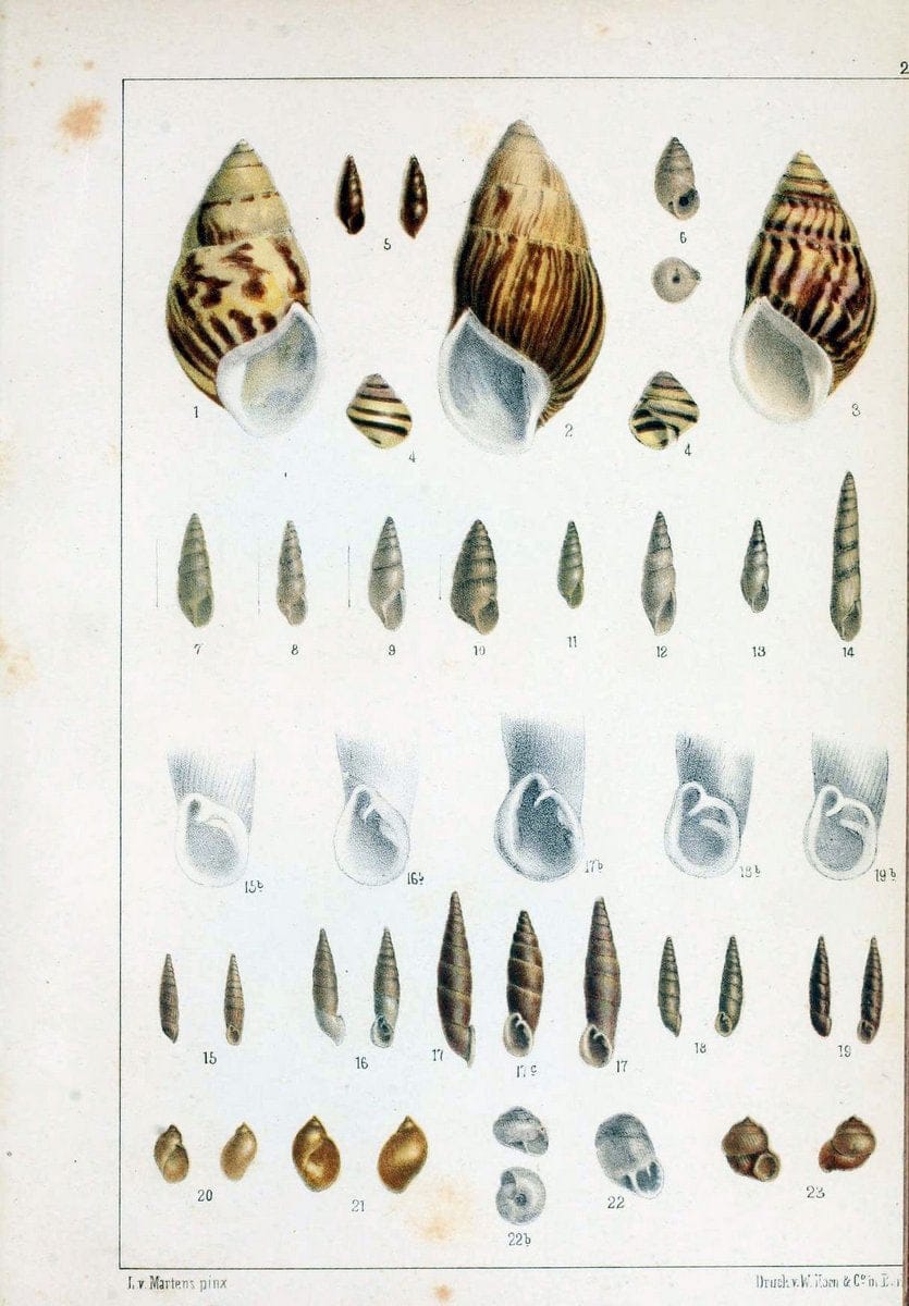 Die Preussische expedition nach Ost-Asien. Bd.2.Berlin :KÃ¶niglichen geheimen ober-hofbuchdruckerei (R. v. Decker),1867-1876. | "East Asia" Mollusks Zoology SIL | Vintage Print Reproduction 472335