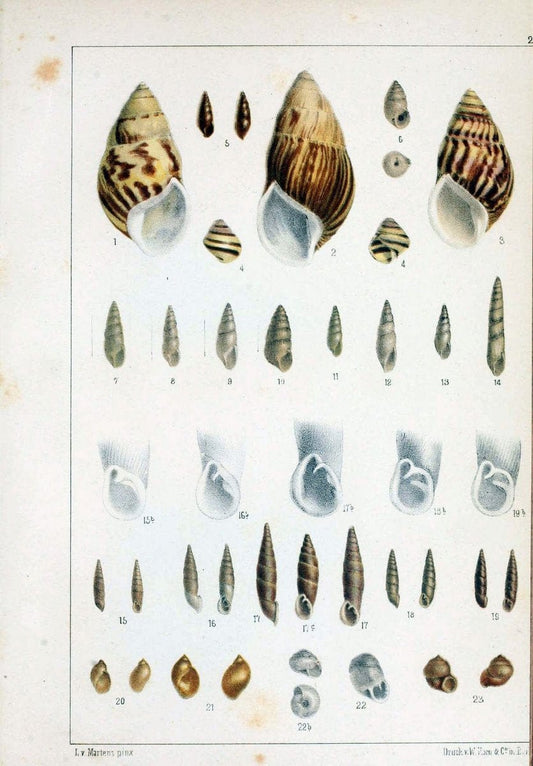 Die Preussische expedition nach Ost-Asien. Bd.2.Berlin :KÃ¶niglichen geheimen ober-hofbuchdruckerei (R. v. Decker),1867-1876. | "East Asia" Mollusks Zoology SIL | Vintage Print Reproduction 472335