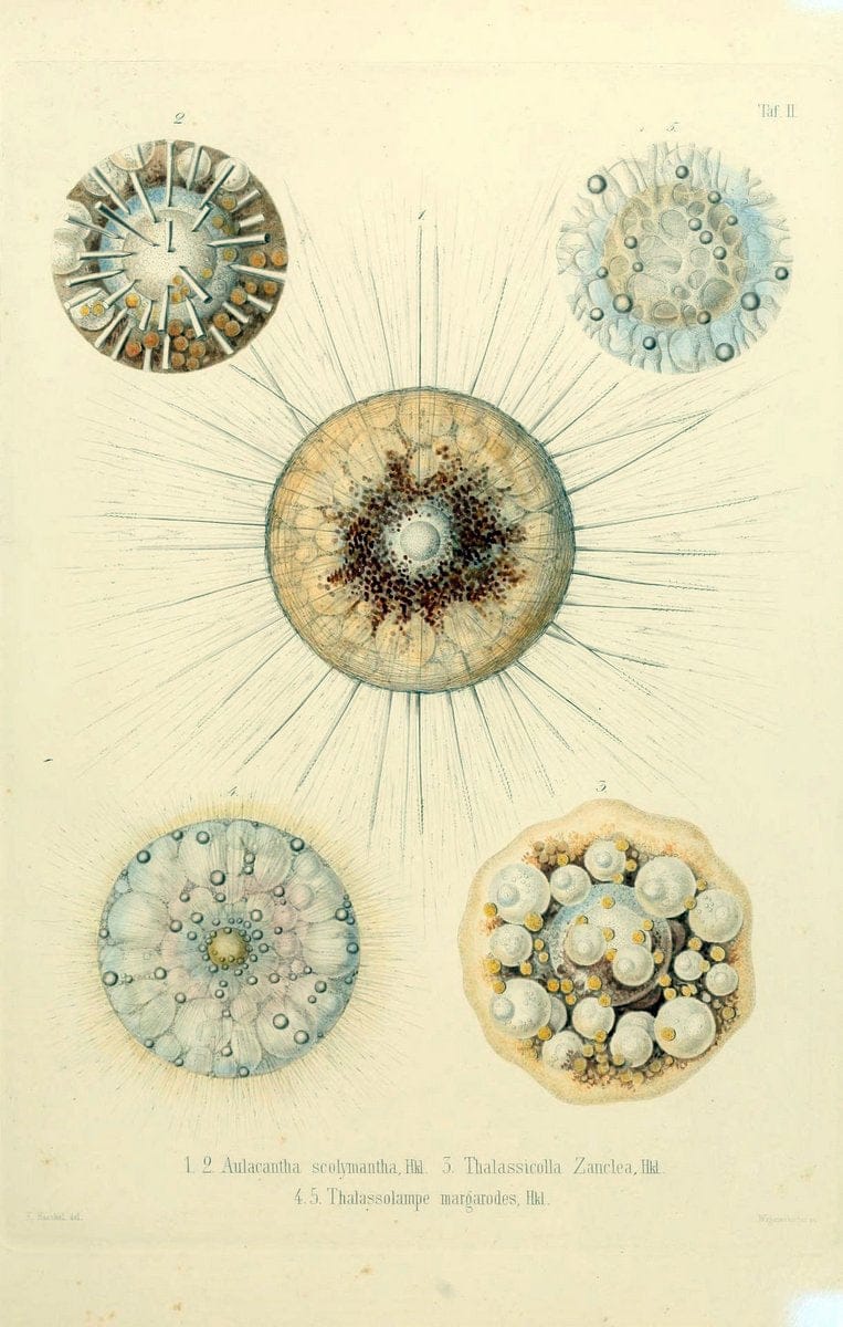 Die Radiolarien (Rhizopoda radiaria) :.Berlin :G. Reimer,1862-1888.  | Radiolaria "Radiolaria, Fossil" Rhizopoda  | Vintage Print Reproduction 472336