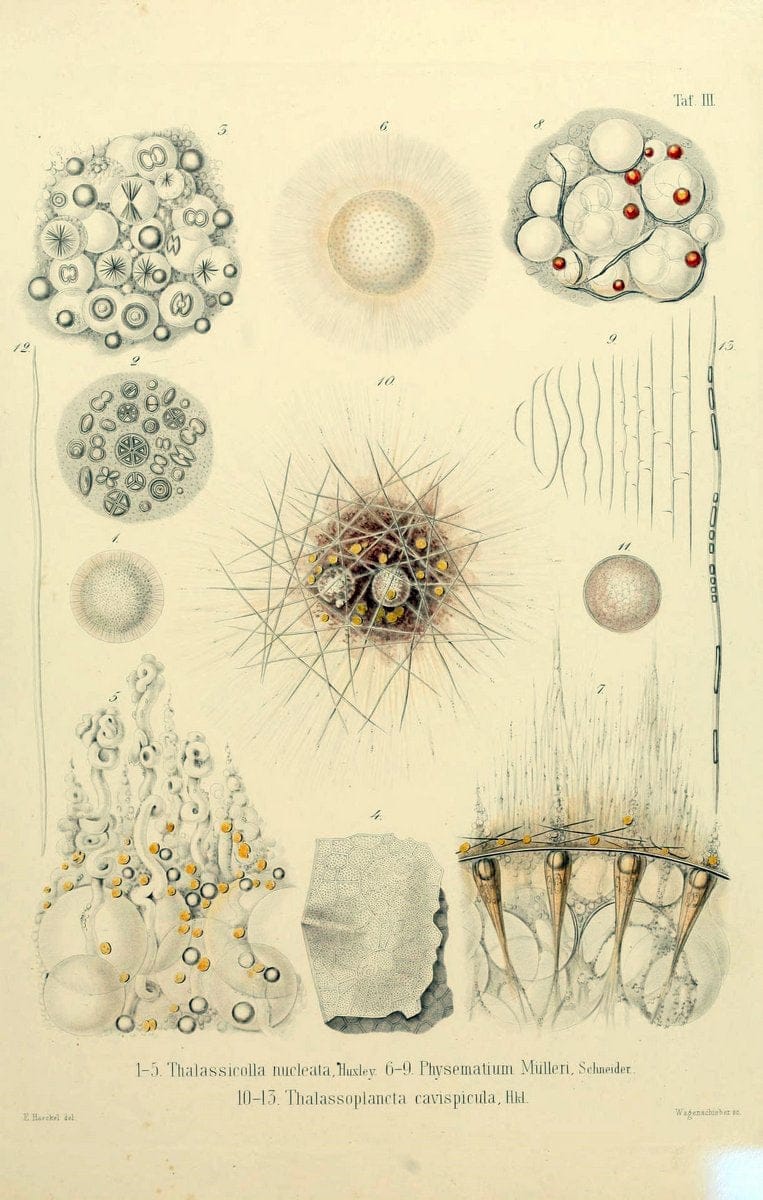 Die Radiolarien (Rhizopoda radiaria) :.Berlin :G. Reimer,1862-1888.  | Radiolaria "Radiolaria, Fossil" Rhizopoda  | Vintage Print Reproduction 472337