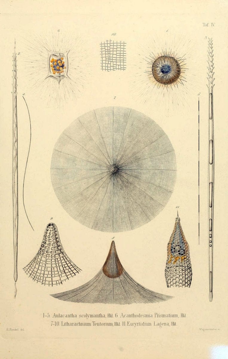 Die Radiolarien (Rhizopoda radiaria) :.Berlin :G. Reimer,1862-1888.  | Radiolaria "Radiolaria, Fossil" Rhizopoda  | Vintage Print Reproduction 472338
