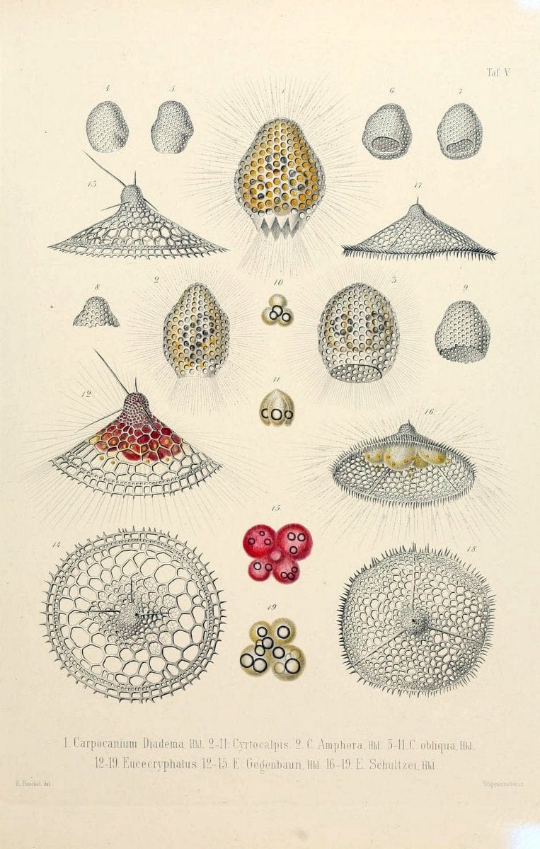 Die Radiolarien (Rhizopoda radiaria) :.Berlin :G. Reimer,1862-1888.  | Radiolaria "Radiolaria, Fossil" Rhizopoda  | Vintage Print Reproduction 472339