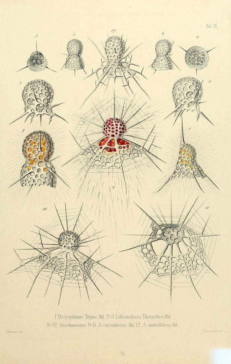 Die Radiolarien (Rhizopoda radiaria) :.Berlin :G. Reimer,1862-1888.  | Radiolaria "Radiolaria, Fossil" Rhizopoda  | Vintage Print Reproduction 472340