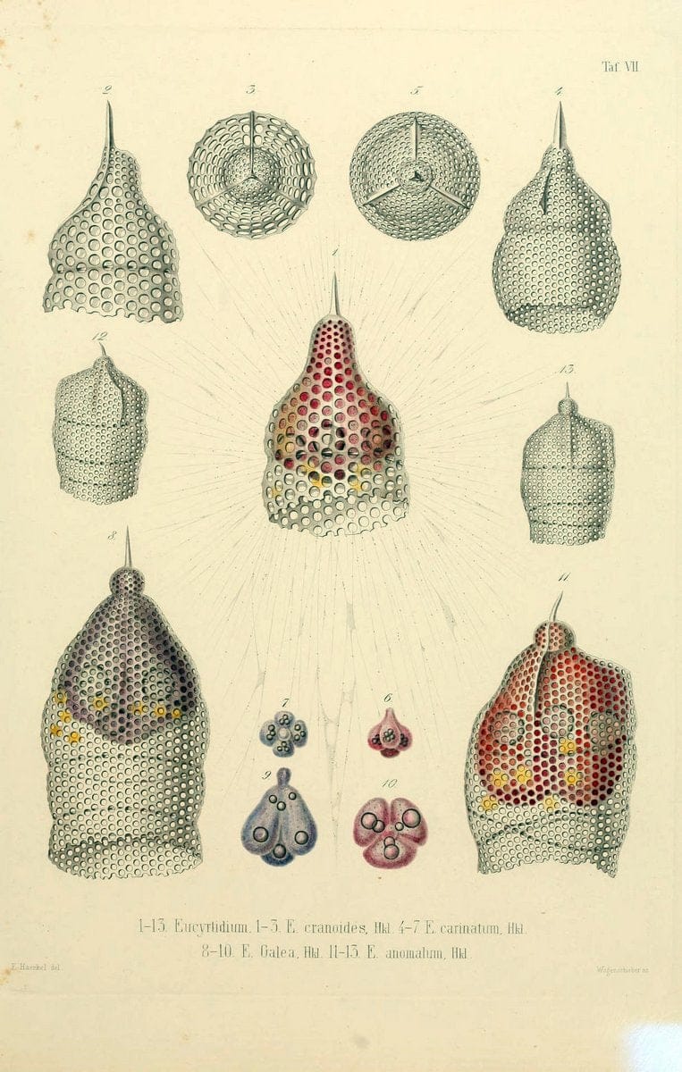 Die Radiolarien (Rhizopoda radiaria) :.Berlin :G. Reimer,1862-1888.  | Radiolaria "Radiolaria, Fossil" Rhizopoda  | Vintage Print Reproduction 472341