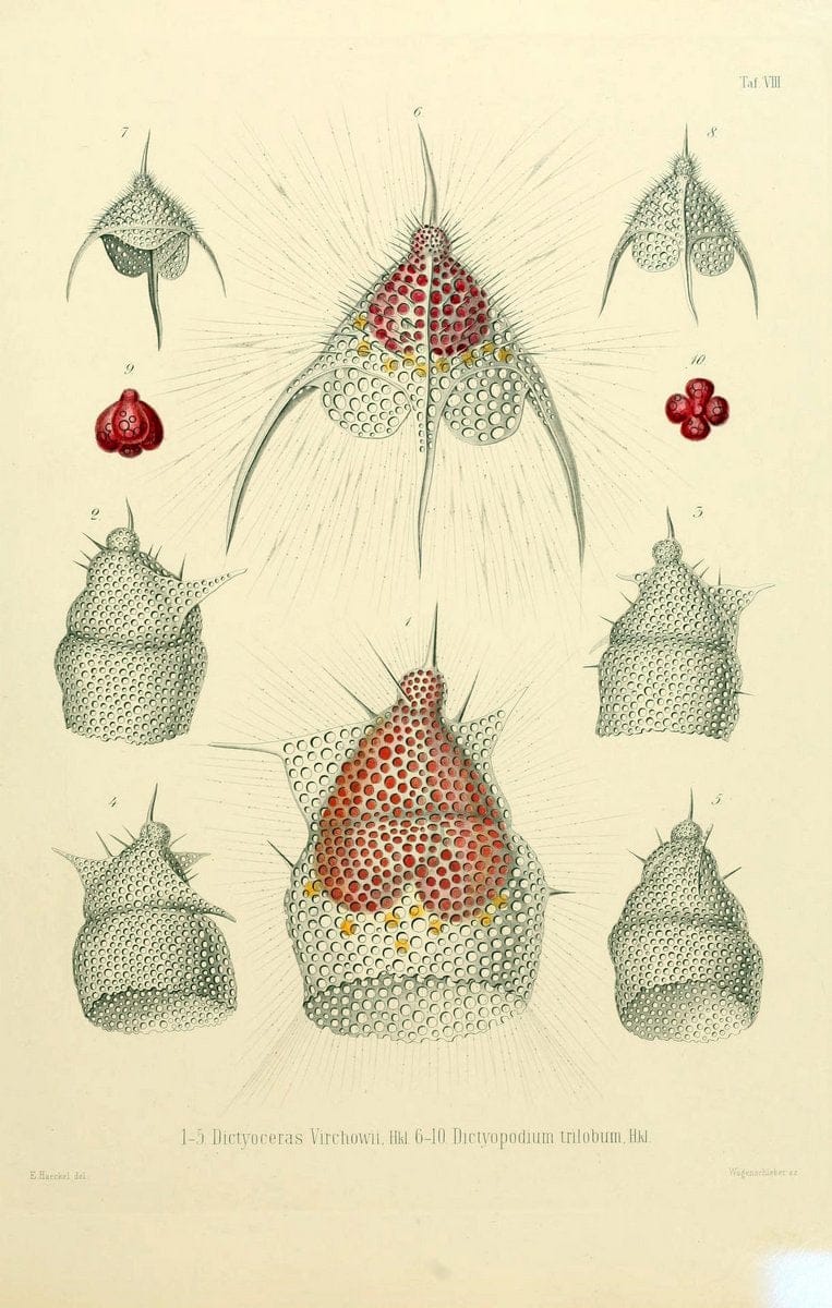 Die Radiolarien (Rhizopoda radiaria) :.Berlin :G. Reimer,1862-1888.  | Radiolaria "Radiolaria, Fossil" Rhizopoda  | Vintage Print Reproduction 472342
