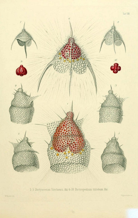 Die Radiolarien (Rhizopoda radiaria) :.Berlin :G. Reimer,1862-1888.  | Radiolaria "Radiolaria, Fossil" Rhizopoda  | Vintage Print Reproduction 472342