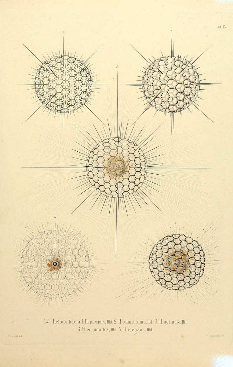 Die Radiolarien (Rhizopoda radiaria) :.Berlin :G. Reimer,1862-1888.  | Radiolaria "Radiolaria, Fossil" Rhizopoda  | Vintage Print Reproduction 472343