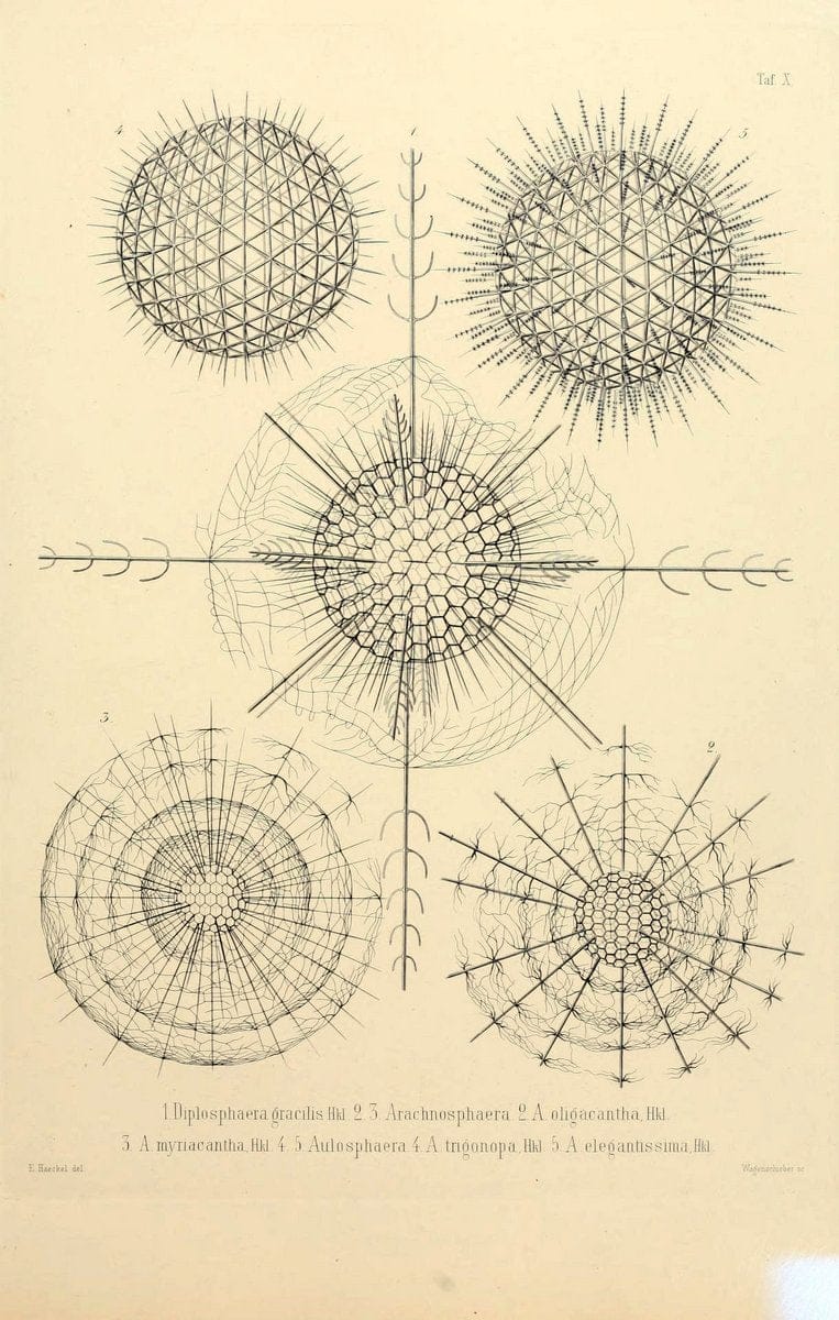 Die Radiolarien (Rhizopoda radiaria) :.Berlin :G. Reimer,1862-1888.  | Radiolaria "Radiolaria, Fossil" Rhizopoda  | Vintage Print Reproduction 472344