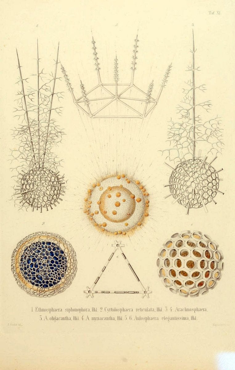 Die Radiolarien (Rhizopoda radiaria) :.Berlin :G. Reimer,1862-1888.  | Radiolaria "Radiolaria, Fossil" Rhizopoda  | Vintage Print Reproduction 472345