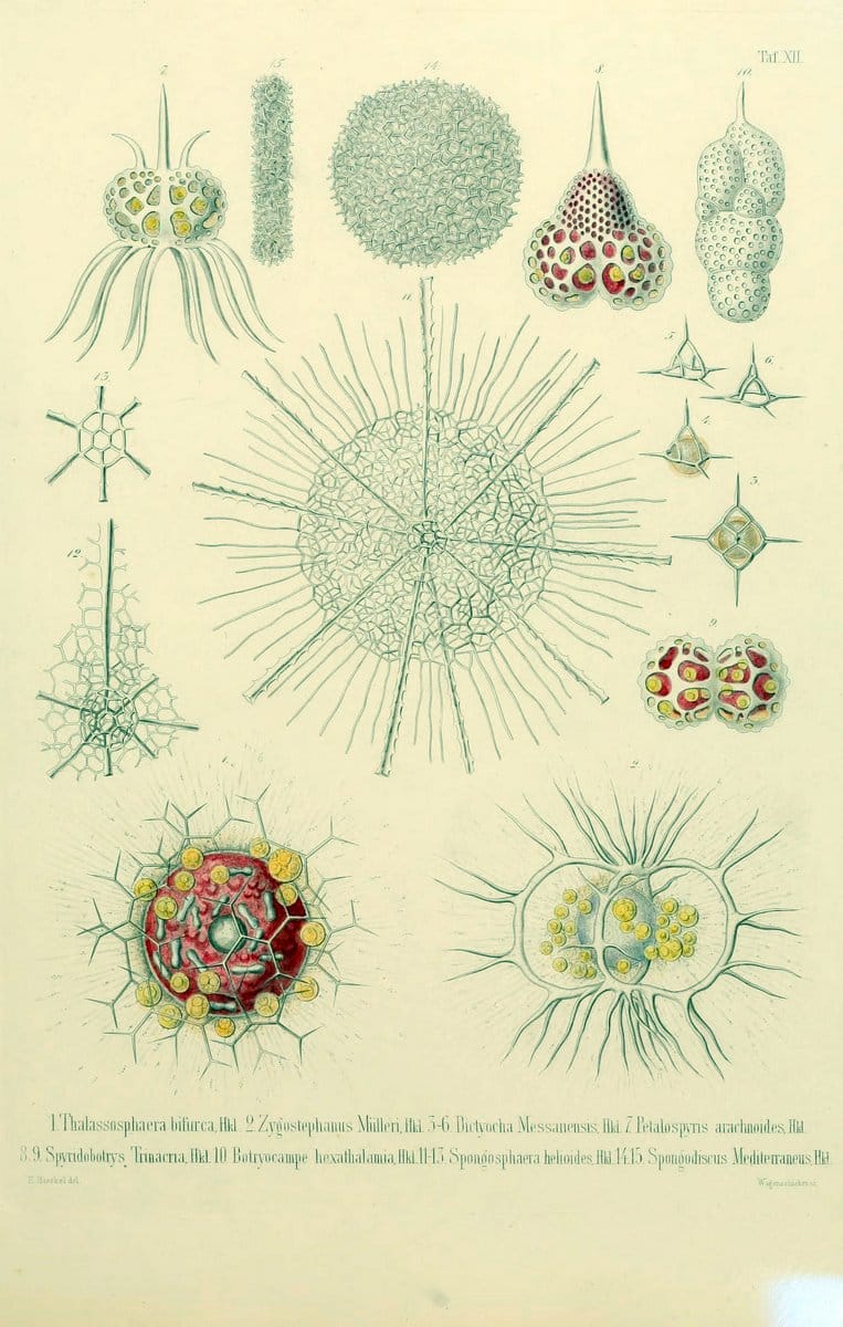 Die Radiolarien (Rhizopoda radiaria) :.Berlin :G. Reimer,1862-1888.  | Radiolaria "Radiolaria, Fossil" Rhizopoda  | Vintage Print Reproduction 472346