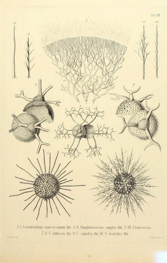 Die Radiolarien (Rhizopoda radiaria) :.Berlin :G. Reimer,1862-1888.  | Radiolaria "Radiolaria, Fossil" Rhizopoda  | Vintage Print Reproduction 472347