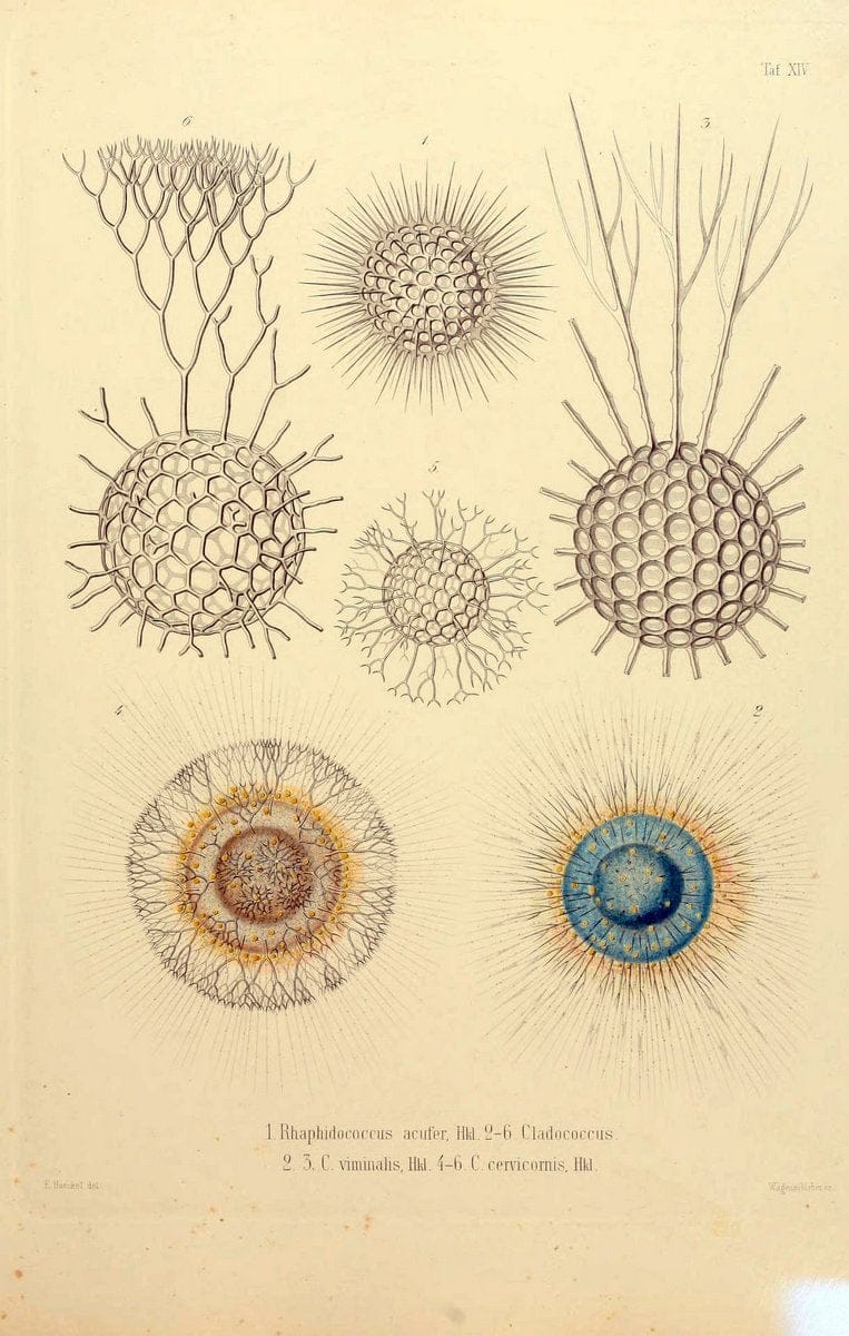 Die Radiolarien (Rhizopoda radiaria) :.Berlin :G. Reimer,1862-1888.  | Radiolaria "Radiolaria, Fossil" Rhizopoda  | Vintage Print Reproduction 472348