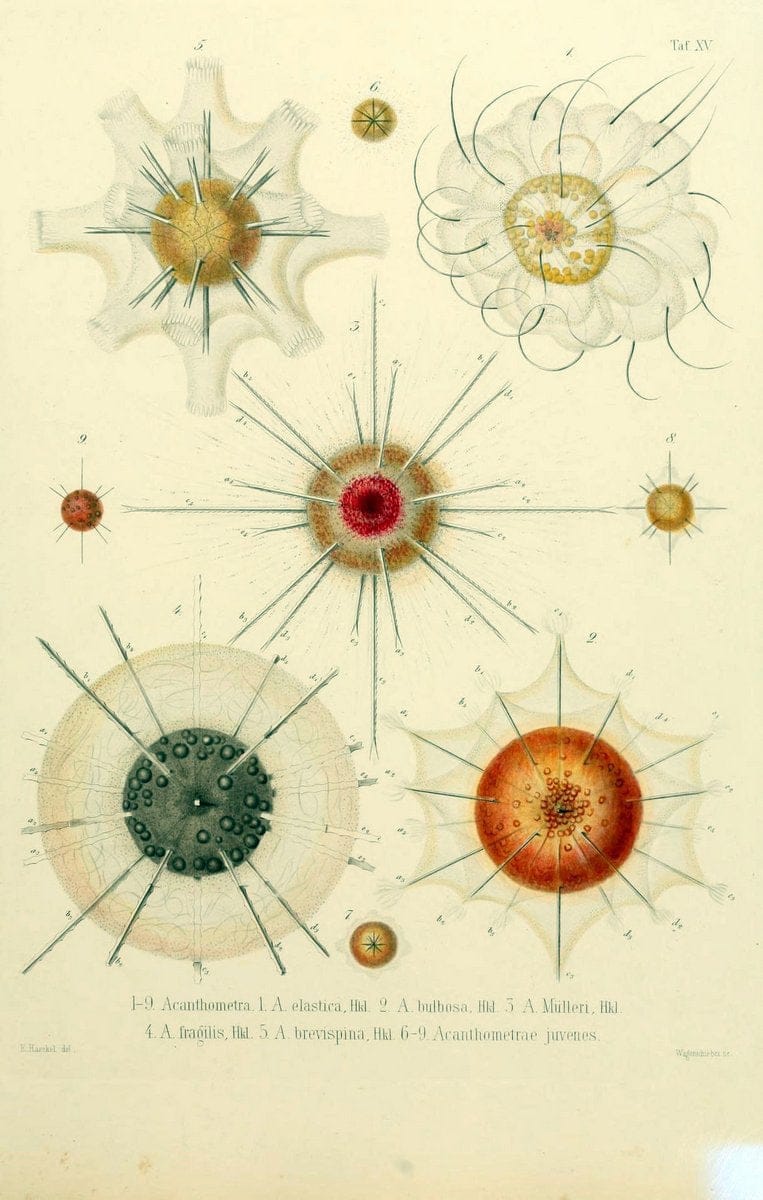 Die Radiolarien (Rhizopoda radiaria) :.Berlin :G. Reimer,1862-1888.  | Radiolaria "Radiolaria, Fossil" Rhizopoda  | Vintage Print Reproduction 472349
