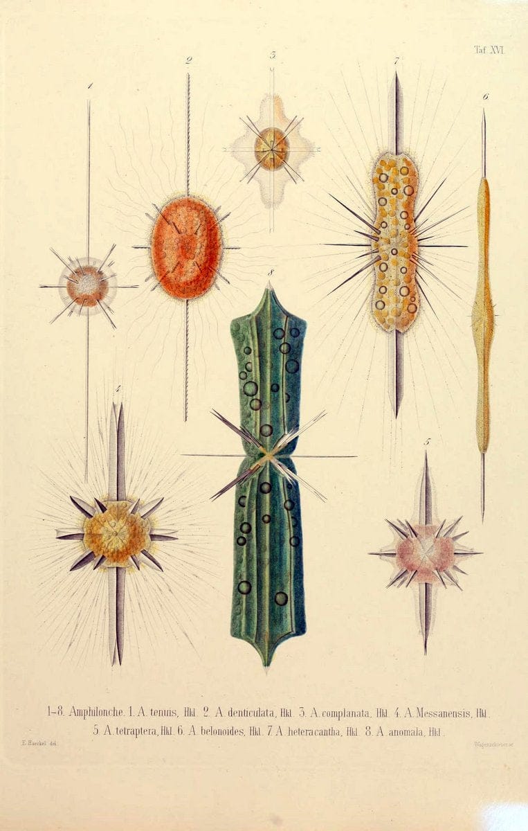 Die Radiolarien (Rhizopoda radiaria) :.Berlin :G. Reimer,1862-1888.  | Radiolaria "Radiolaria, Fossil" Rhizopoda  | Vintage Print Reproduction 472350