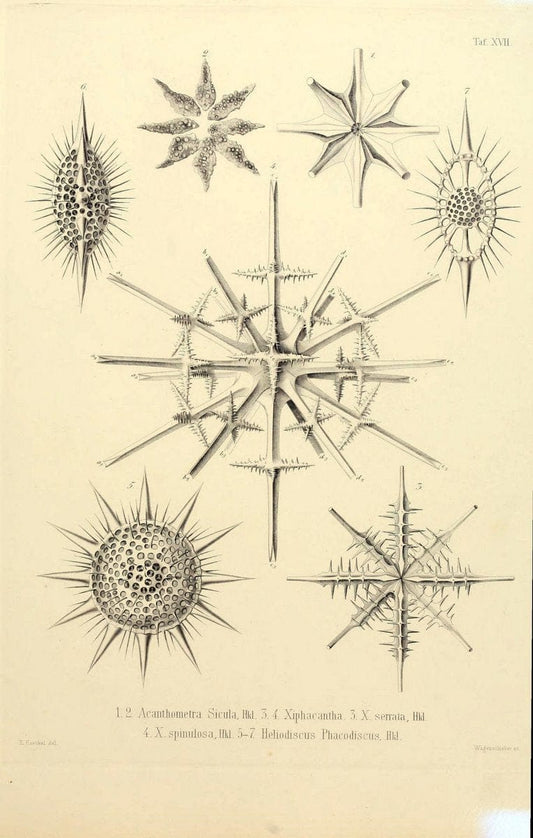 Die Radiolarien (Rhizopoda radiaria) :.Berlin :G. Reimer,1862-1888.  | Radiolaria "Radiolaria, Fossil" Rhizopoda  | Vintage Print Reproduction 472351