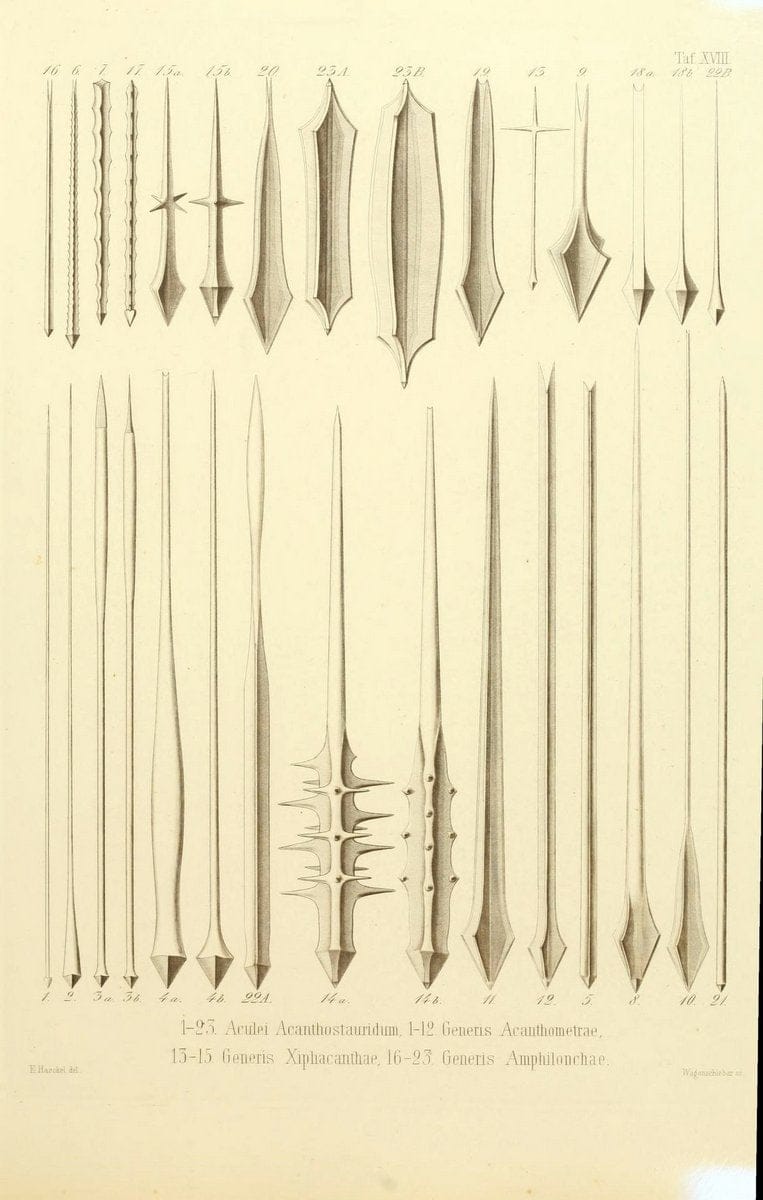 Die Radiolarien (Rhizopoda radiaria) :.Berlin :G. Reimer,1862-1888.  | Radiolaria "Radiolaria, Fossil" Rhizopoda  | Vintage Print Reproduction 472352