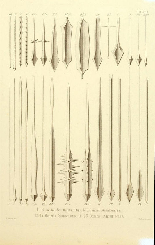 Die Radiolarien (Rhizopoda radiaria) :.Berlin :G. Reimer,1862-1888.  | Radiolaria "Radiolaria, Fossil" Rhizopoda  | Vintage Print Reproduction 472352