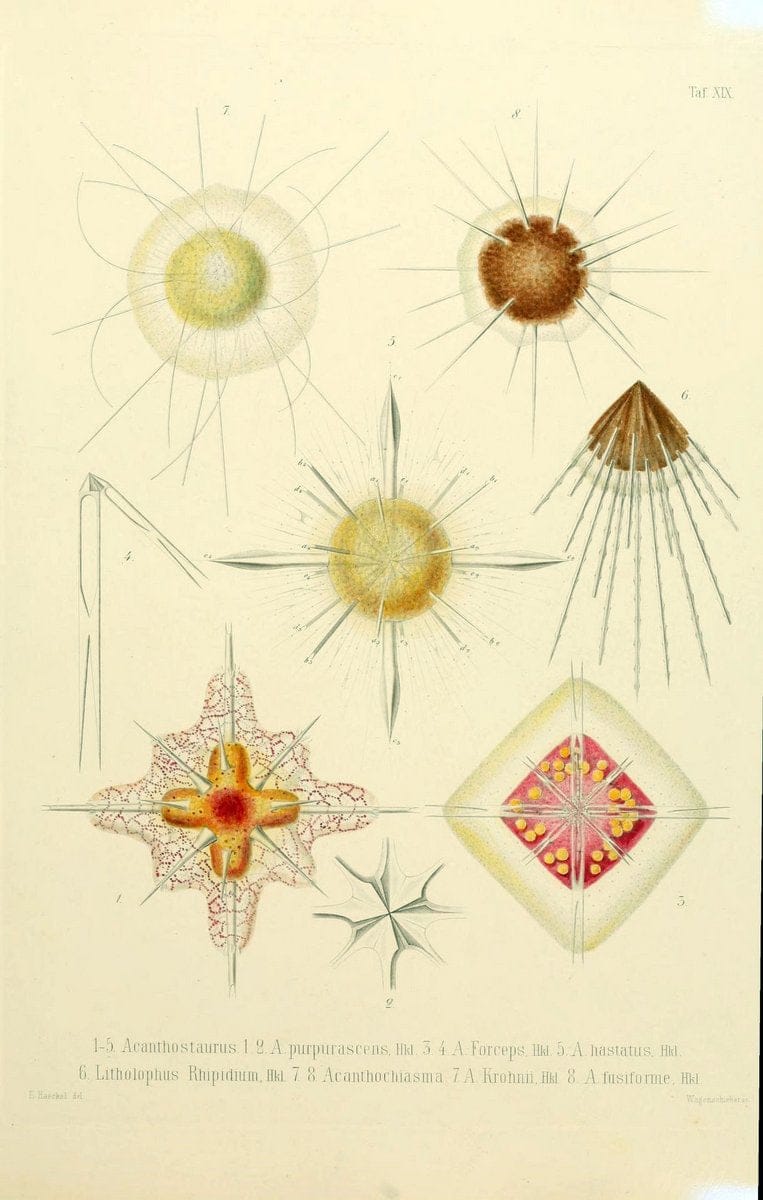 Die Radiolarien (Rhizopoda radiaria) :.Berlin :G. Reimer,1862-1888.  | Radiolaria "Radiolaria, Fossil" Rhizopoda  | Vintage Print Reproduction 472353