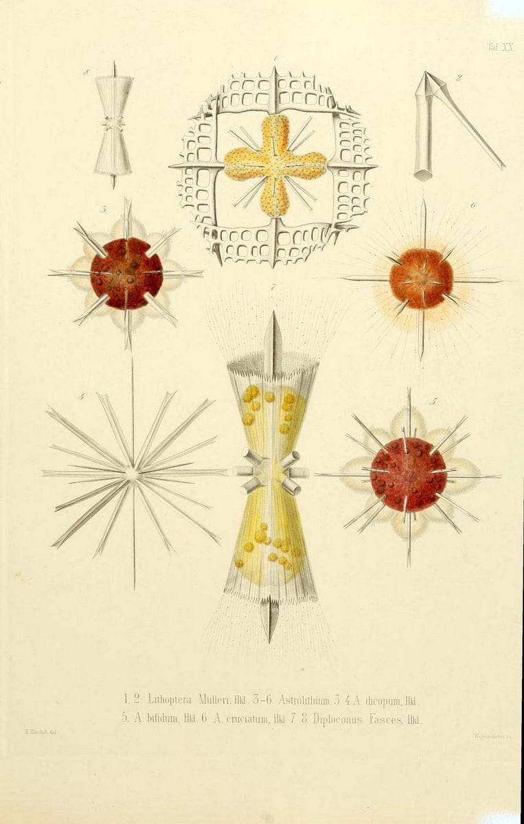 Die Radiolarien (Rhizopoda radiaria) :.Berlin :G. Reimer,1862-1888.  | Radiolaria "Radiolaria, Fossil" Rhizopoda  | Vintage Print Reproduction 472354