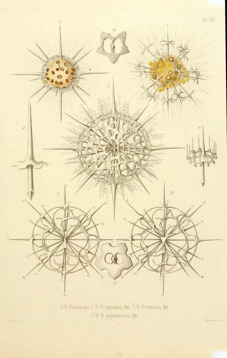 Die Radiolarien (Rhizopoda radiaria) :.Berlin :G. Reimer,1862-1888.  | Radiolaria "Radiolaria, Fossil" Rhizopoda  | Vintage Print Reproduction 472355