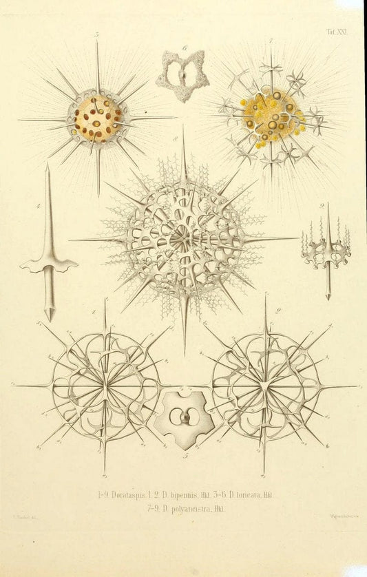 Die Radiolarien (Rhizopoda radiaria) :.Berlin :G. Reimer,1862-1888.  | Radiolaria "Radiolaria, Fossil" Rhizopoda  | Vintage Print Reproduction 472355