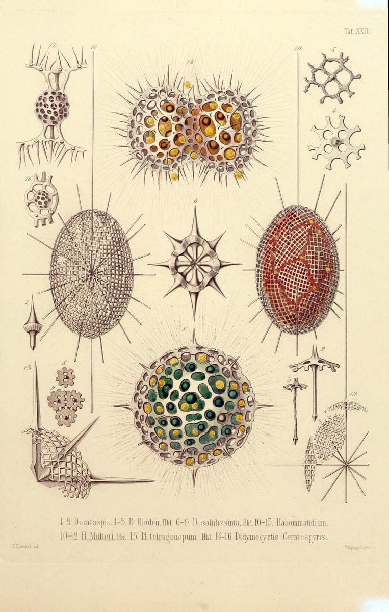 Die Radiolarien (Rhizopoda radiaria) :.Berlin :G. Reimer,1862-1888.  | Radiolaria "Radiolaria, Fossil" Rhizopoda  | Vintage Print Reproduction 472356