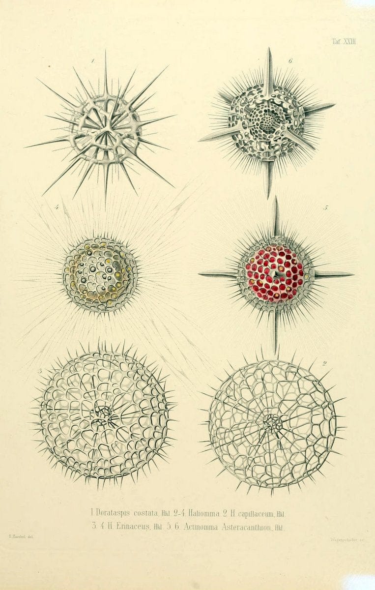 Die Radiolarien (Rhizopoda radiaria) :.Berlin :G. Reimer,1862-1888.  | Radiolaria "Radiolaria, Fossil" Rhizopoda  | Vintage Print Reproduction 472357