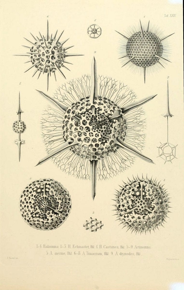 Die Radiolarien (Rhizopoda radiaria) :.Berlin :G. Reimer,1862-1888.  | Radiolaria "Radiolaria, Fossil" Rhizopoda  | Vintage Print Reproduction 472358
