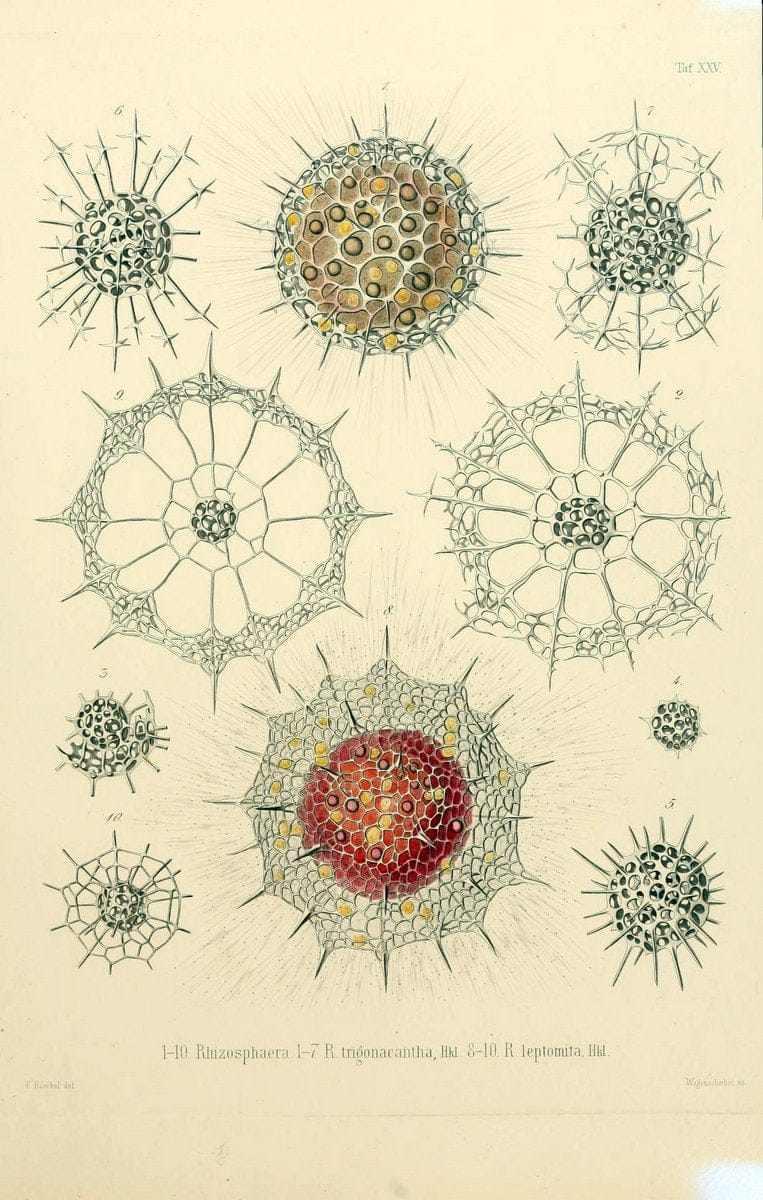 Die Radiolarien (Rhizopoda radiaria) :.Berlin :G. Reimer,1862-1888.  | Radiolaria "Radiolaria, Fossil" Rhizopoda  | Vintage Print Reproduction 472359