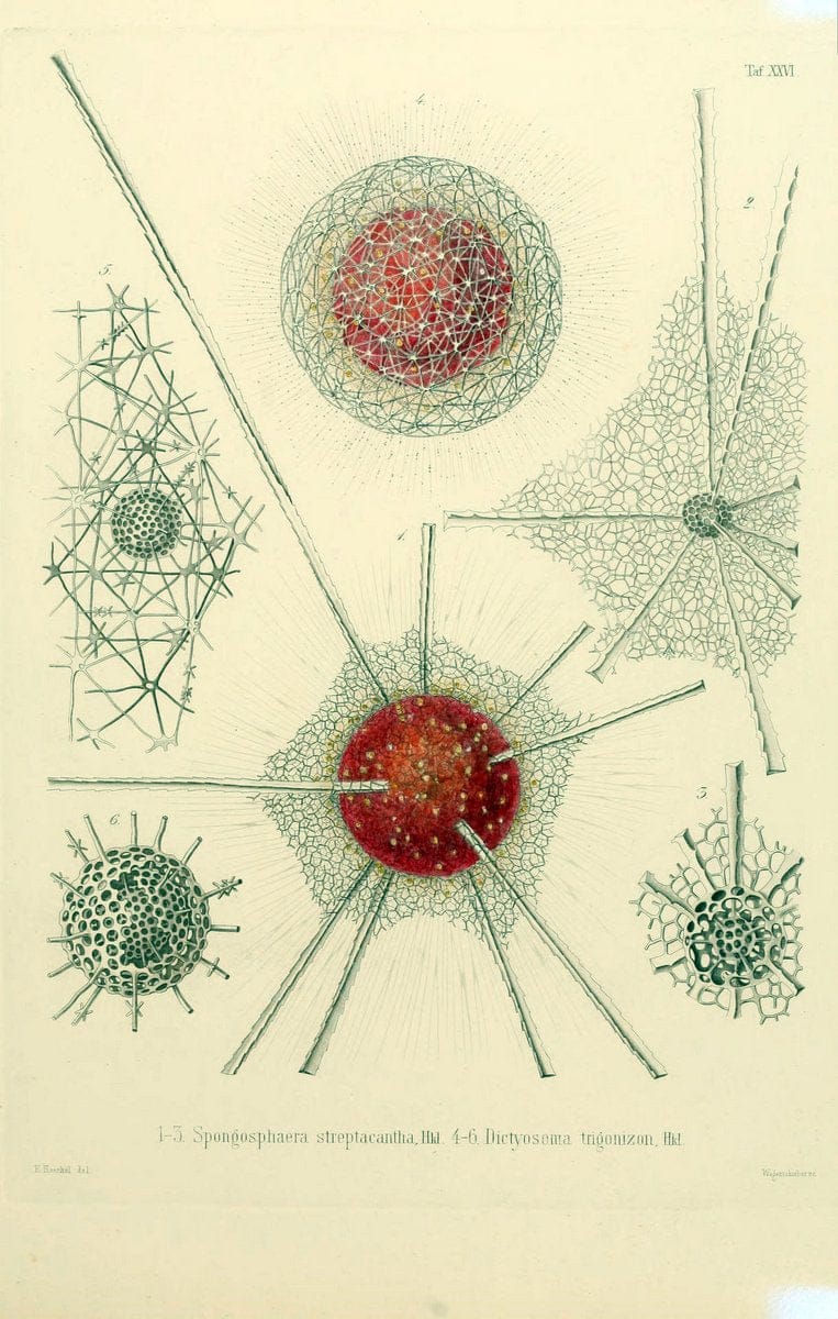 Die Radiolarien (Rhizopoda radiaria) :.Berlin :G. Reimer,1862-1888.  | Radiolaria "Radiolaria, Fossil" Rhizopoda  | Vintage Print Reproduction 472360