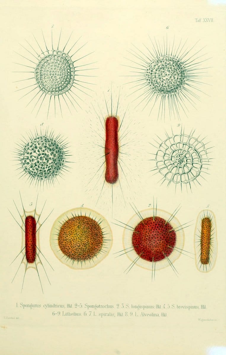 Die Radiolarien (Rhizopoda radiaria) :.Berlin :G. Reimer,1862-1888.  | Radiolaria "Radiolaria, Fossil" Rhizopoda  | Vintage Print Reproduction 472361