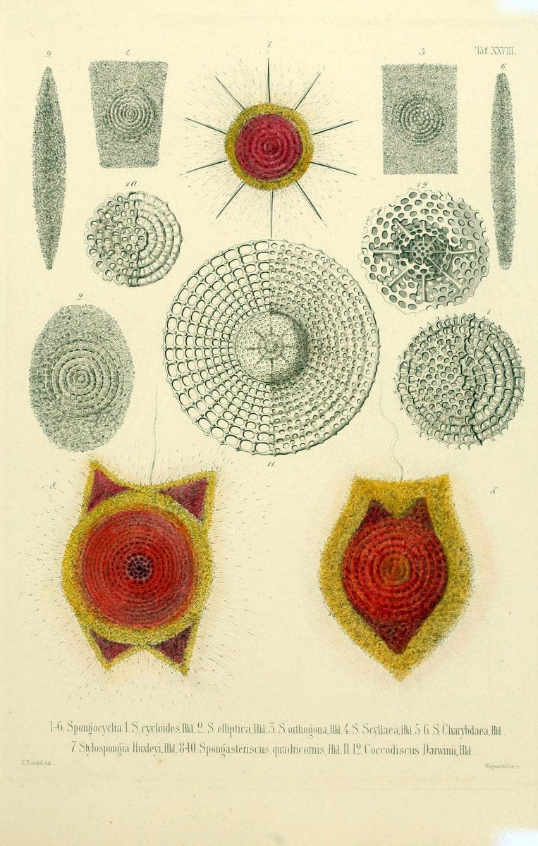 Die Radiolarien (Rhizopoda radiaria) :.Berlin :G. Reimer,1862-1888.  | Radiolaria "Radiolaria, Fossil" Rhizopoda  | Vintage Print Reproduction 472362