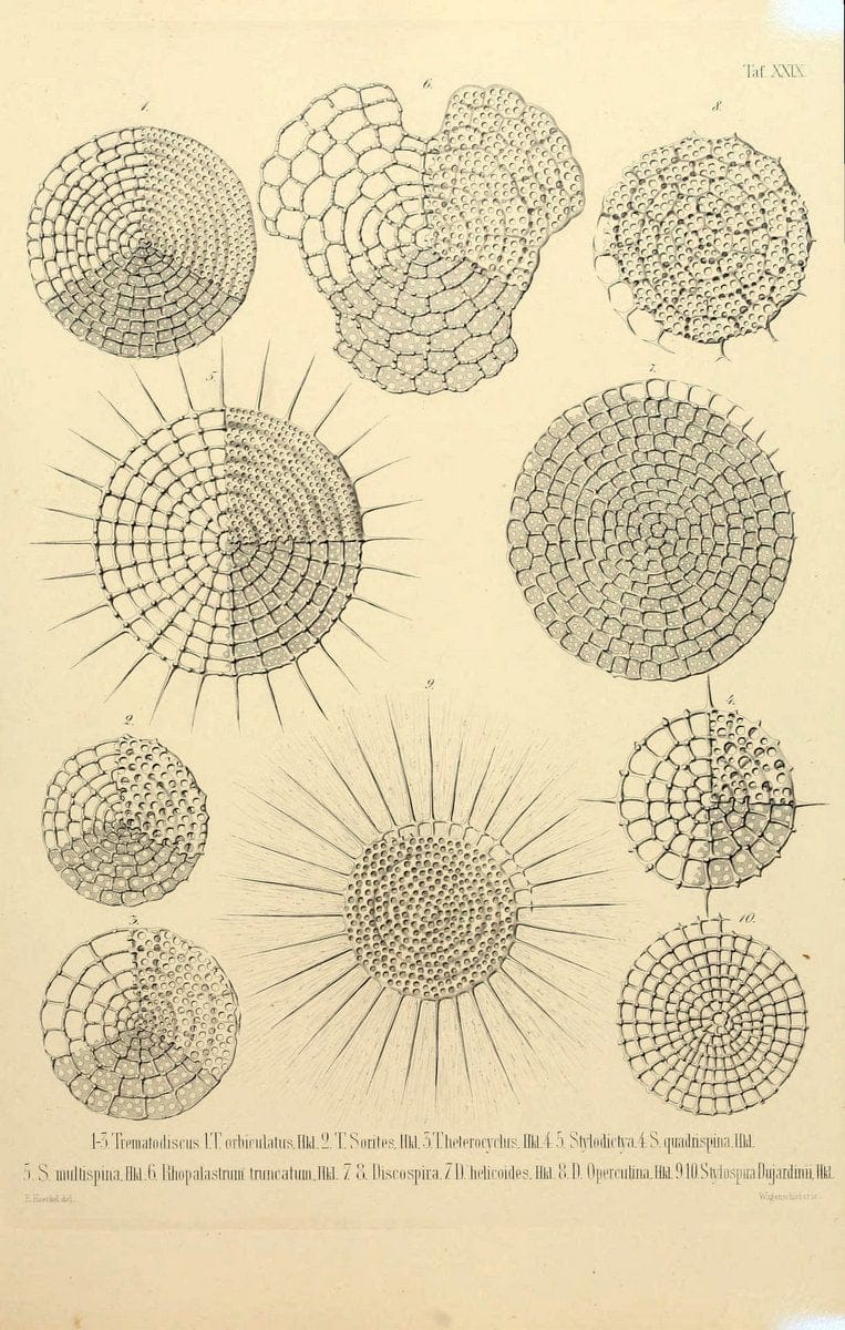Die Radiolarien (Rhizopoda radiaria) :.Berlin :G. Reimer,1862-1888.  | Radiolaria "Radiolaria, Fossil" Rhizopoda  | Vintage Print Reproduction 472363