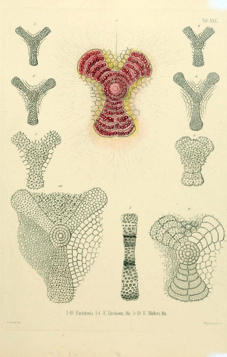 Die Radiolarien (Rhizopoda radiaria) :.Berlin :G. Reimer,1862-1888.  | Radiolaria "Radiolaria, Fossil" Rhizopoda  | Vintage Print Reproduction 472364