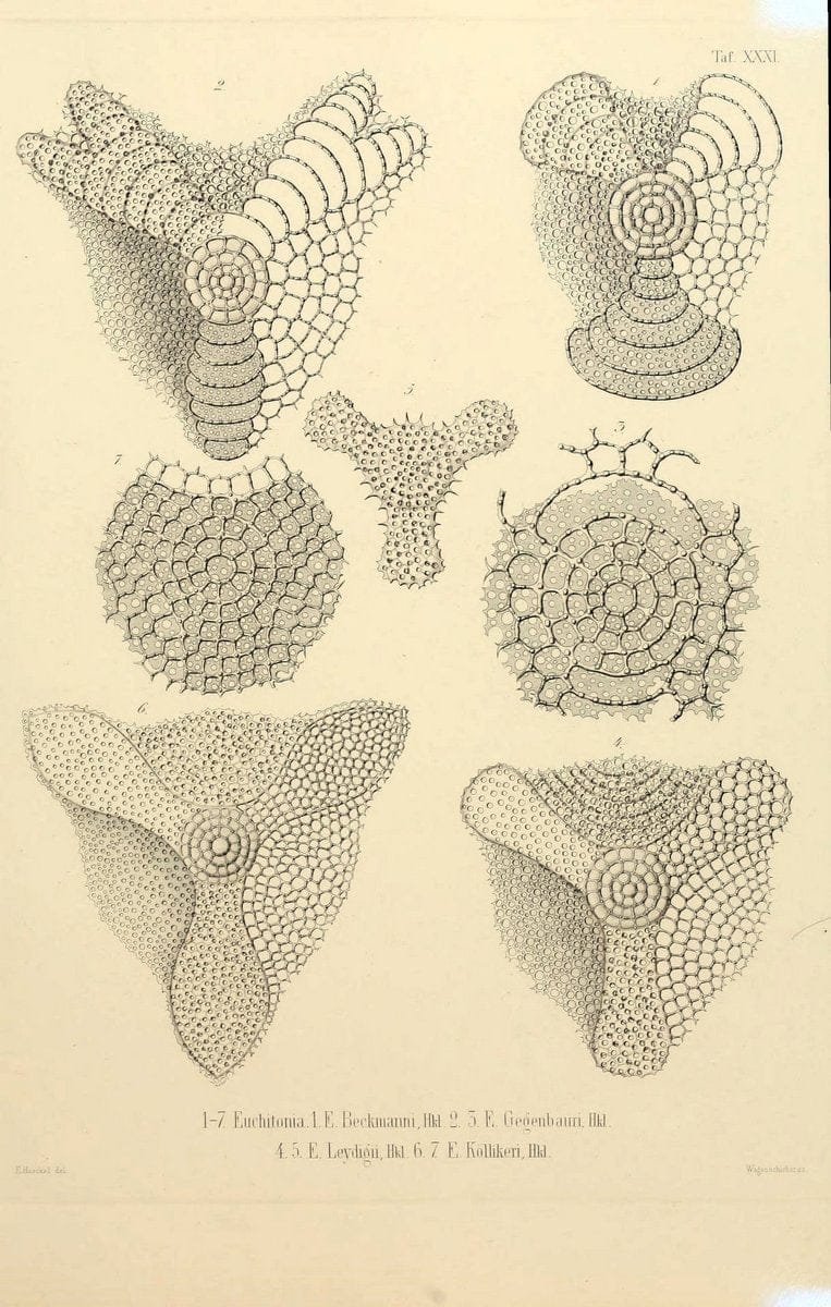 Die Radiolarien (Rhizopoda radiaria) :.Berlin :G. Reimer,1862-1888.  | Radiolaria "Radiolaria, Fossil" Rhizopoda  | Vintage Print Reproduction 472365