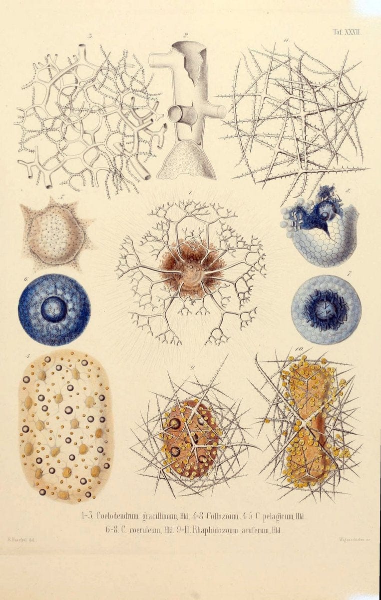 Die Radiolarien (Rhizopoda radiaria) :.Berlin :G. Reimer,1862-1888.  | Radiolaria "Radiolaria, Fossil" Rhizopoda  | Vintage Print Reproduction 472366