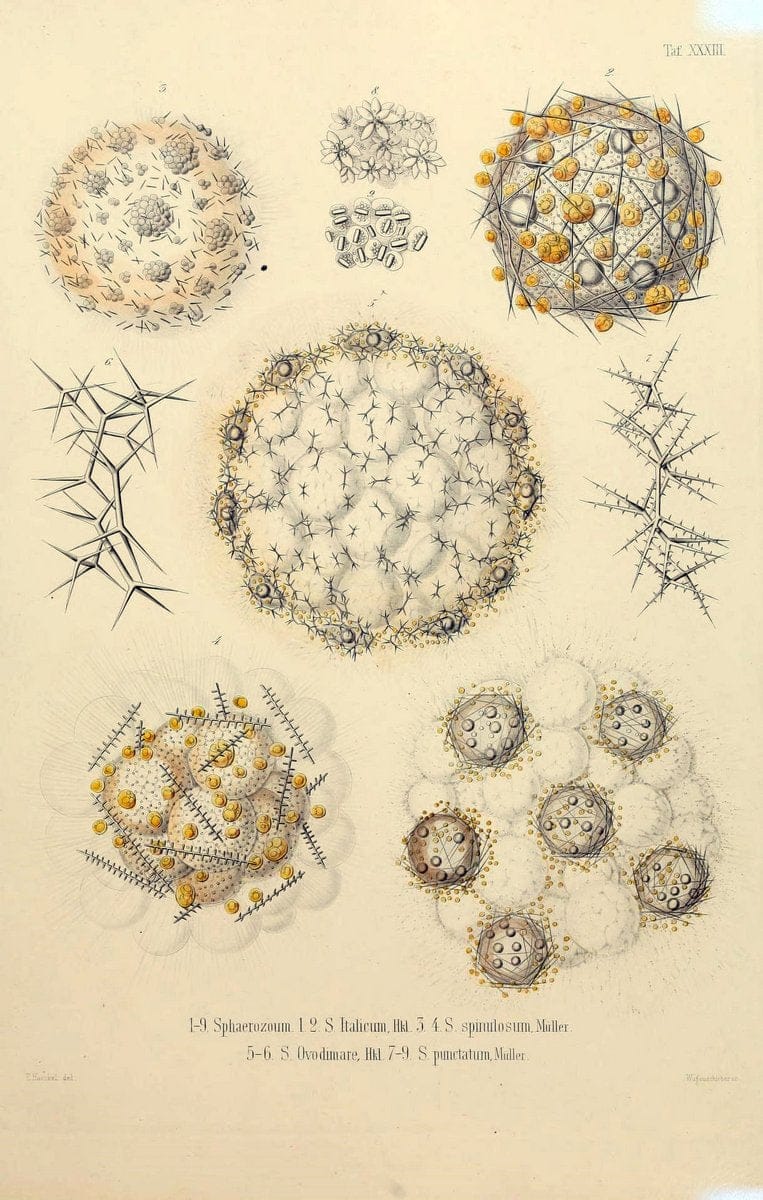 Die Radiolarien (Rhizopoda radiaria) :.Berlin :G. Reimer,1862-1888.  | Radiolaria "Radiolaria, Fossil" Rhizopoda  | Vintage Print Reproduction 472367